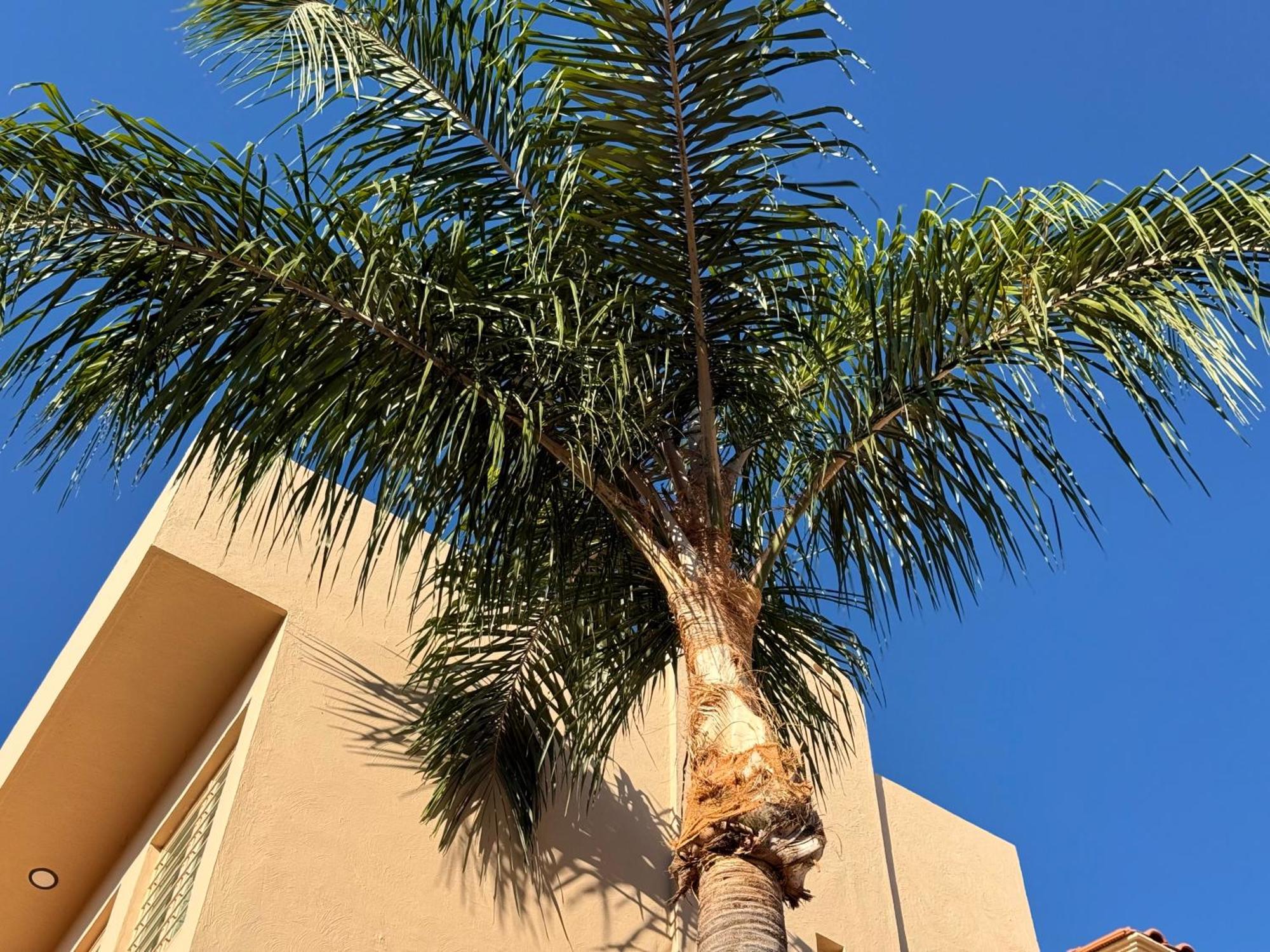 Villa La Palma Hotel Текіла Екстер'єр фото